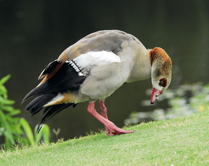blackbelliedwhistlingduck3.jpg