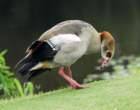 blackbelliedwhistlingduck3_small.jpg