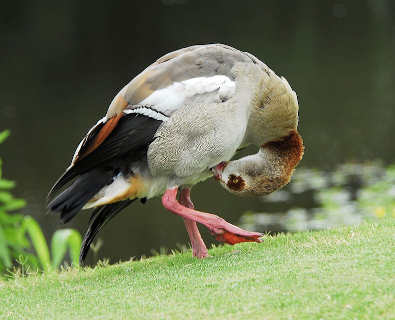 blackbelliedwhistlingduck4.jpg