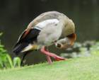 blackbelliedwhistlingduck4_small.jpg
