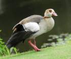 blackbelliedwhistlingduck5_small.jpg