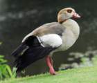 blackbelliedwhistlingduck6_small.jpg