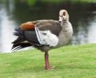 blackbelliedwhistlingduck7_small.jpg