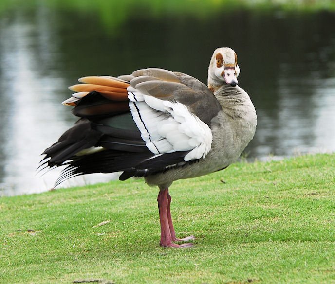 blackbelliedwhistlingduck8.jpg