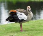 blackbelliedwhistlingduck8_small.jpg
