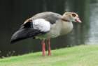 blackbelliedwhistlingduck9_small.jpg