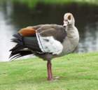 blackbelliedwhistlingduck_small.jpg