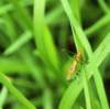 ahopper15_small.jpg