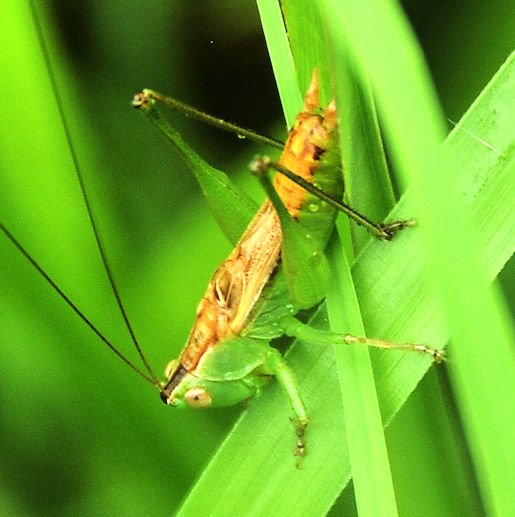 ahopper15closeup.jpg