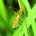 ahopper15closeup_small.jpg
