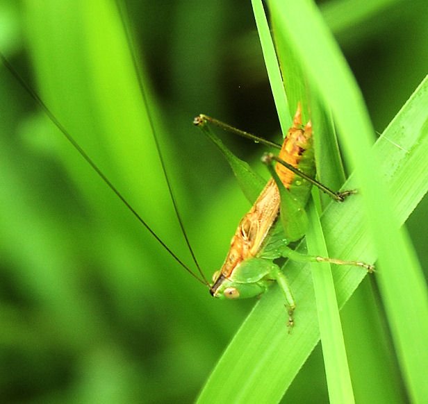 ahopper15n.jpg