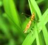 ahopper15n_small.jpg