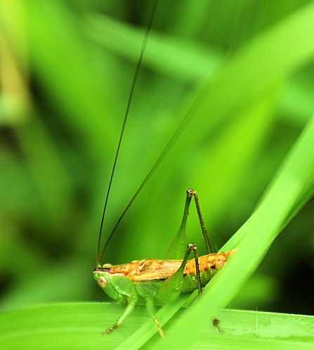ahopper16.jpg