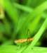 ahopper16_small.jpg