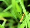 ahopper16n_small.jpg