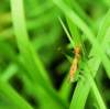 ahopper17_small.jpg