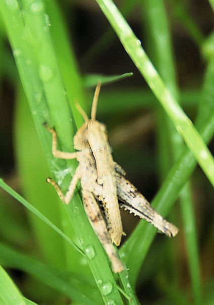 ahopper19.jpg