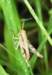 ahopper19_small.jpg