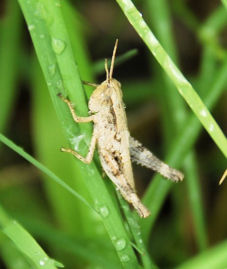 ahopper20.jpg