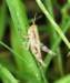 ahopper20_small.jpg