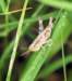 ahopper21_small.jpg