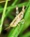 ahopper21n_small.jpg