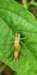 ahopper24_small.jpg