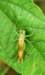 ahopper25_small.jpg