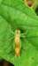 ahopper27_small.jpg