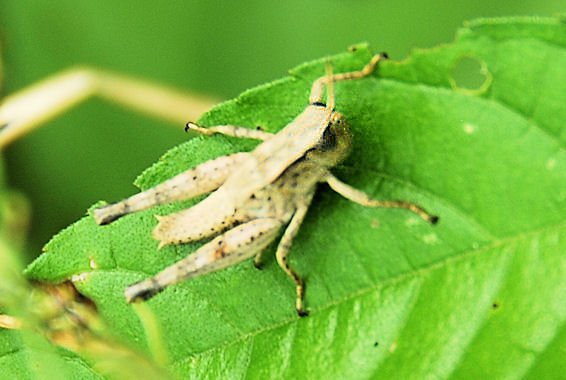 ahopper30.jpg