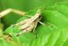 ahopper30_small.jpg