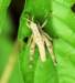 ahopper36_small.jpg