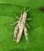 ahopper38_small.jpg