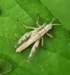 ahopper38n_small.jpg