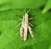 ahopper39_small.jpg