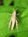 ahopper40_small.jpg