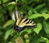 abfly102_small.jpg
