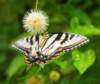 abfly104_small.jpg
