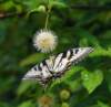 abfly106_small.jpg