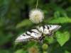 abfly108_small.jpg