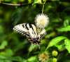 abfly112_small.jpg
