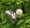 abfly114_small.jpg