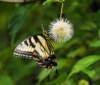 abfly116_small.jpg