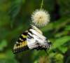 abfly51_small.jpg