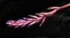 bromeliad13_small.jpg