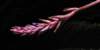 bromeliad15_small.jpg