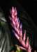 bromeliad17_small.jpg
