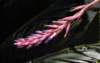 bromeliad18_small.jpg
