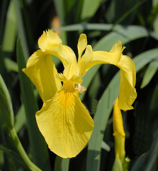 iris1.jpg
