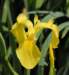 iris1_small.jpg